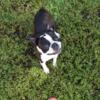 Adult Boston Terriers looking for loving homes