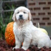 AKC English Cream Golden Retriever Puppies