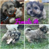 Shihpoo Puppies - READY NOW