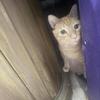 Orange tabby male