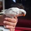 Bonded young pair of Budgies