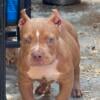 Pocket American bully