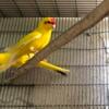 Beautiful yellow kakarikis