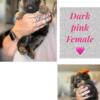 AKC German shepherd puppies available