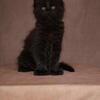 Majestic Maine Coon Kittens Available!