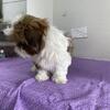 Shih Tzu Red Gold White male