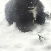 Pomsky stud service