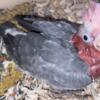 Galah cockatoo baby for experience hand feeders