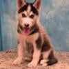 Ivy the Siberian Husky puppy