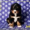 Bernese Mountain Dog Puppies