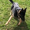 19 month old male, German shepherd