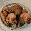 AKC Dark/Red Golden Retriever Puppies