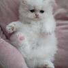 Kittens💜 1(309)877-1657