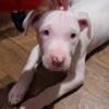 All White Blue Eyes Pitbull Puppy
