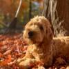 Milo-F1 Mini English Goldendoodle Puppy