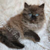 SOLD - Stunning TICA Seal Sepia Ragdoll Baby Girl