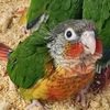 green cheek conure