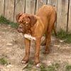 French Mastiff (Dogue De Bordeaux) $1500 obo