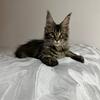 Fairy talefemale , documents, maine coon fromp titular parents 