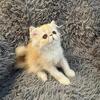 ADOPTED!!Cameo & White CFA registered Persian male (11)
