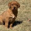 English Lab Puppies