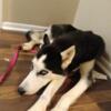 6 month old Husky needs a loving home