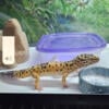 2 geckos comes with everything!