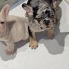 French bulldog females