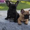 French bulldog puppies