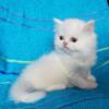 Purebred Persian White Male - Ready to go