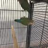 Lovebird