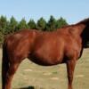 Kid safe Bay Mare Quarter Horse Available