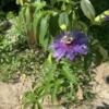 3 ROOTED 6 INCH PURPLE MAYPOP PASSION VINES BAREROOT