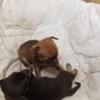 tea cup chihuahua puppies males