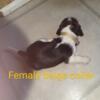 Beautiful female beagle born 4/20 to a set of 9 available 6/1/24