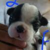 Boston terrier puppies