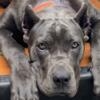 Blue Boy Cane Corso with Great Parents