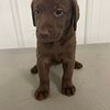 Chocolate Labs