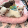 Chihuahua puppies. Chocolate white and long haired
