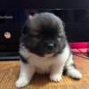 CKC Registered Female Pomeranian Puppy