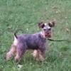 Mini schnauzer female 1yr old