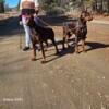 Fa European Doberman Pincher puppies