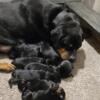 AKC Rottweiler Puppies