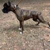 AKC Registered Boxer 6 month female