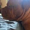 Need a stud ASAP for my Dogue de Bordeaux / French Mastiff