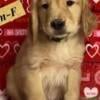 AKC Golden Retriever Pups