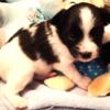 Papillon Puppy Small Male super cute available to place hold NOW!