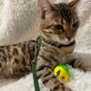 "SAMIR" BROWN BENGAL MALE KITTEN LOOKING FOR HIS FOREVER HOME ASAP