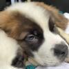 AKC St Bernard Males Puppies