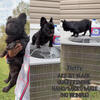 Micro/Nano FLUFFY frenchie quad (JET BLACK) no brindle